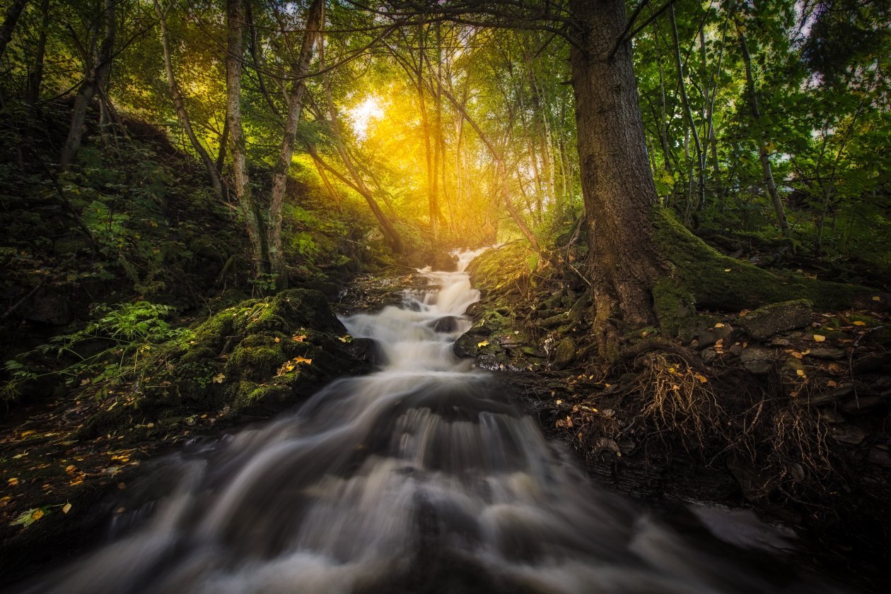 Forest Nature Sunbeam Trees Reflection