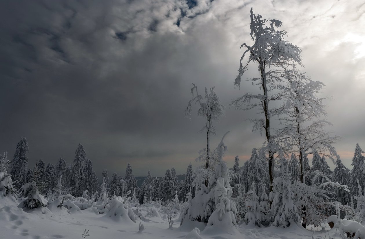 Trees Covered With Snow