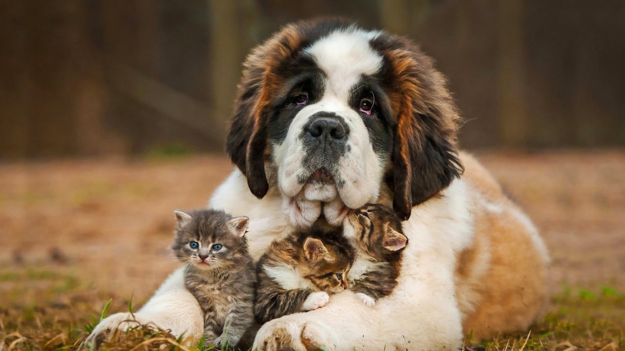 Saint Bernad Playing With Kittens