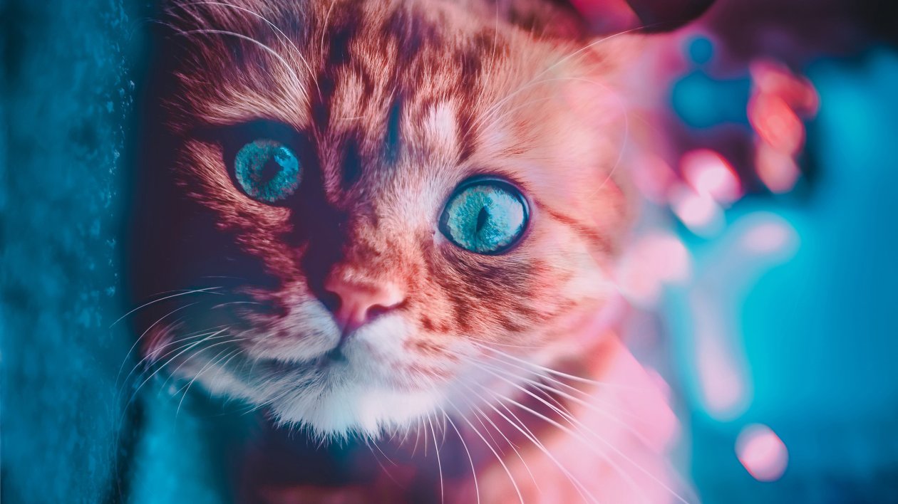 Cat Glowing Eyes