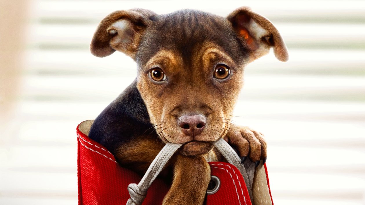 A Dogs Way Home Movie 2019