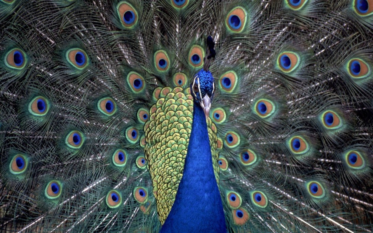 Peacocks