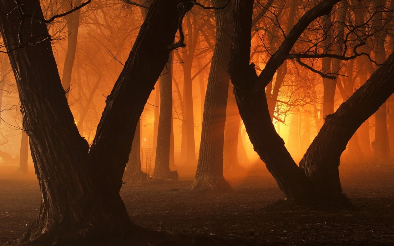 Trees Forest