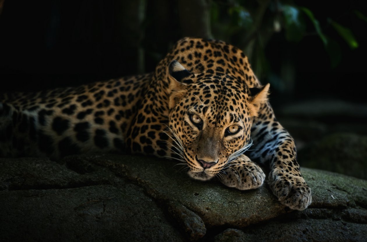 4k Leopard