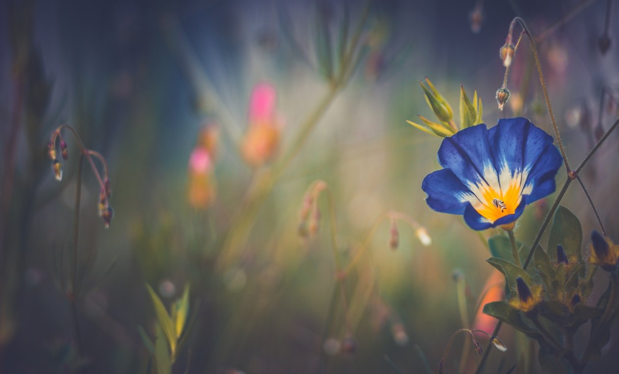 Blue Morning Glory Flower
