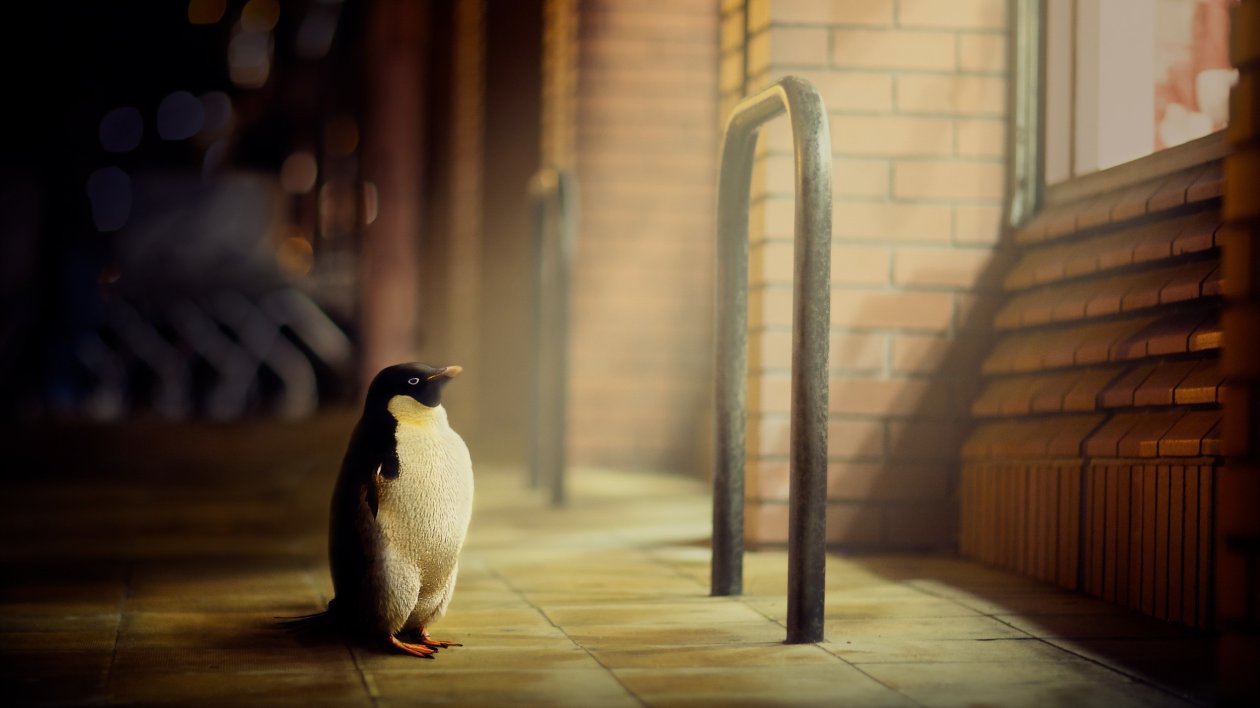 Penguin Hope
