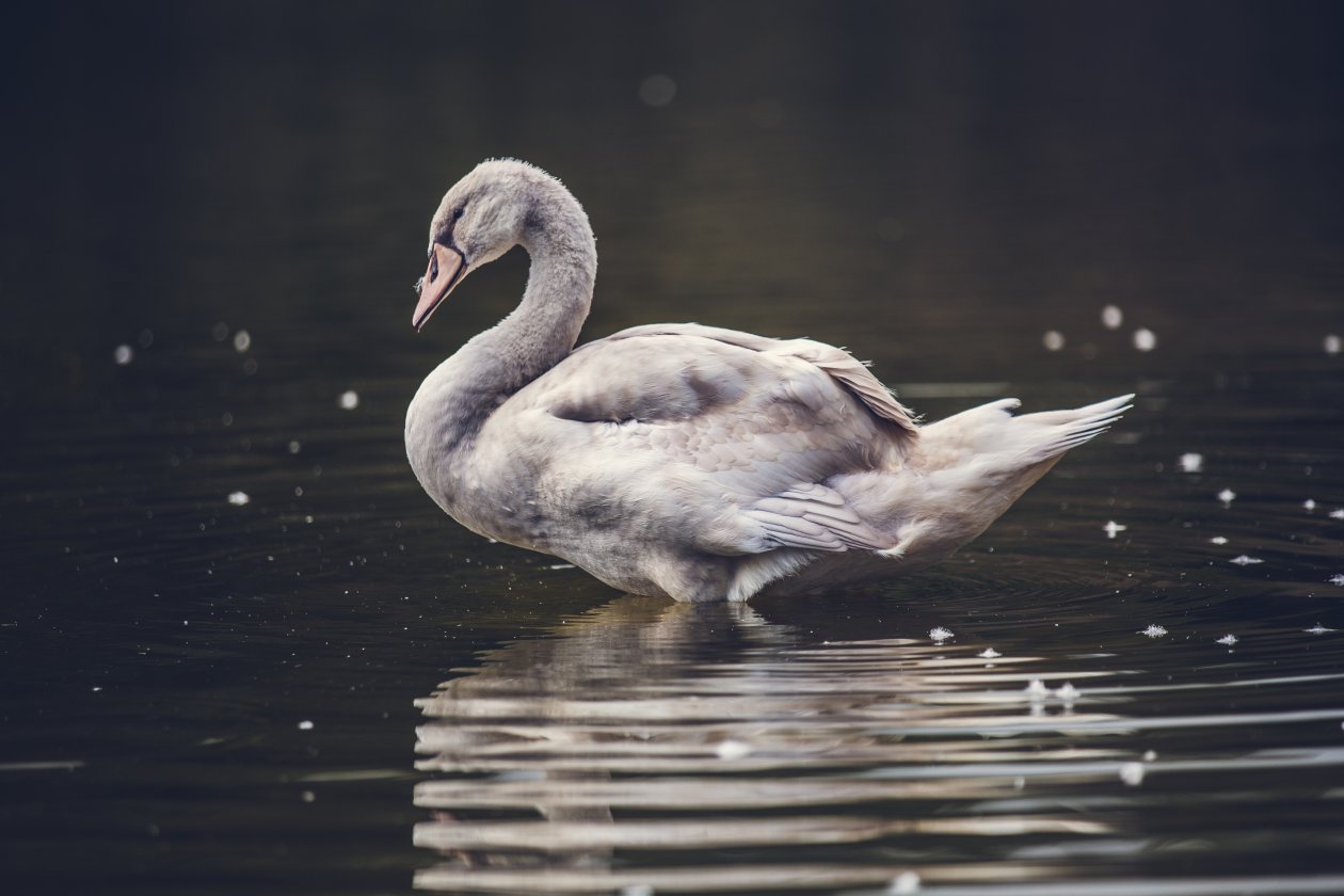 Swan Lake 5k