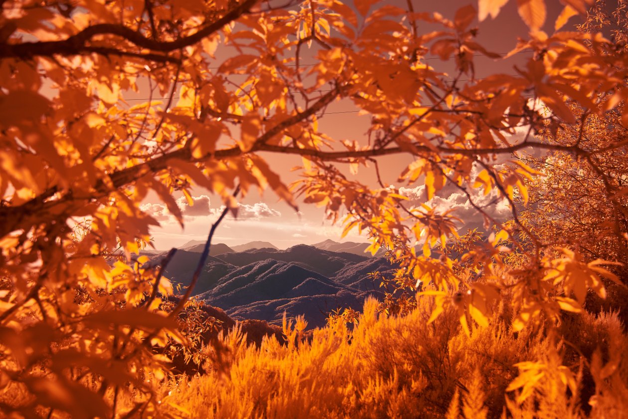 Mountains View Between Autumn Tree Branches 5k