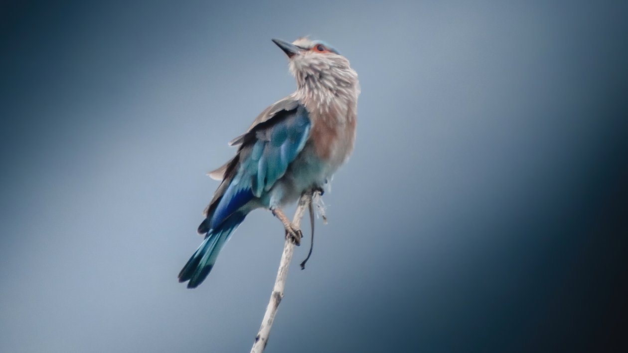 Blue And Brown Bird On Tree 4k