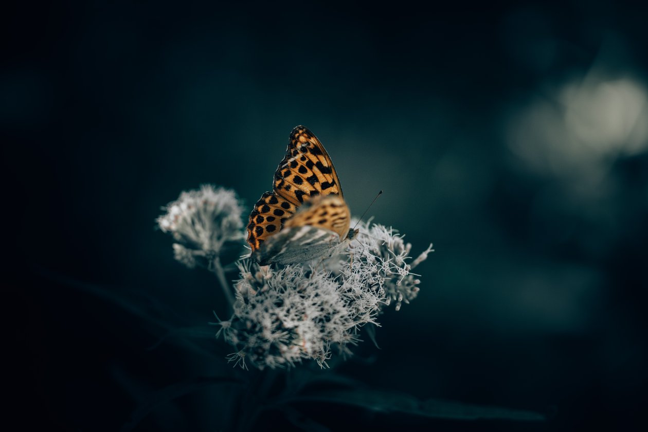 A Orange Butterfly On Top Of An Flower 5k