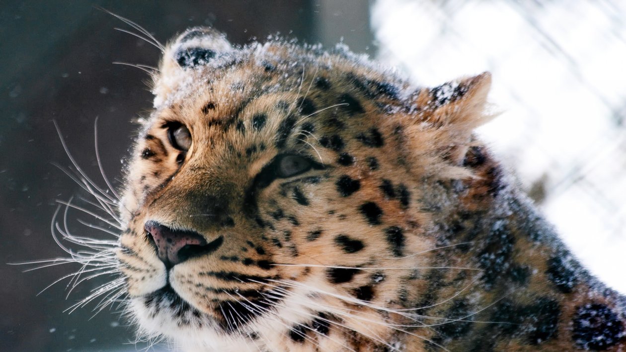 Amur Leopard Wild Cat
