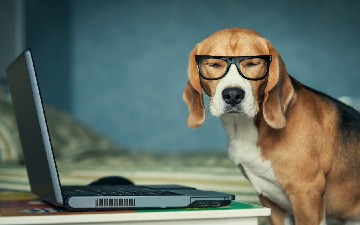 Beagle Funny
