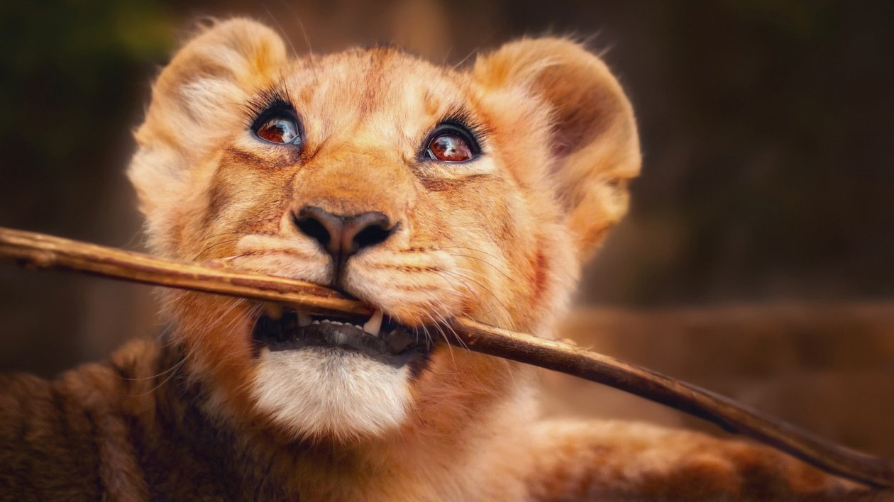 Lion With Stick In Mouth 4k