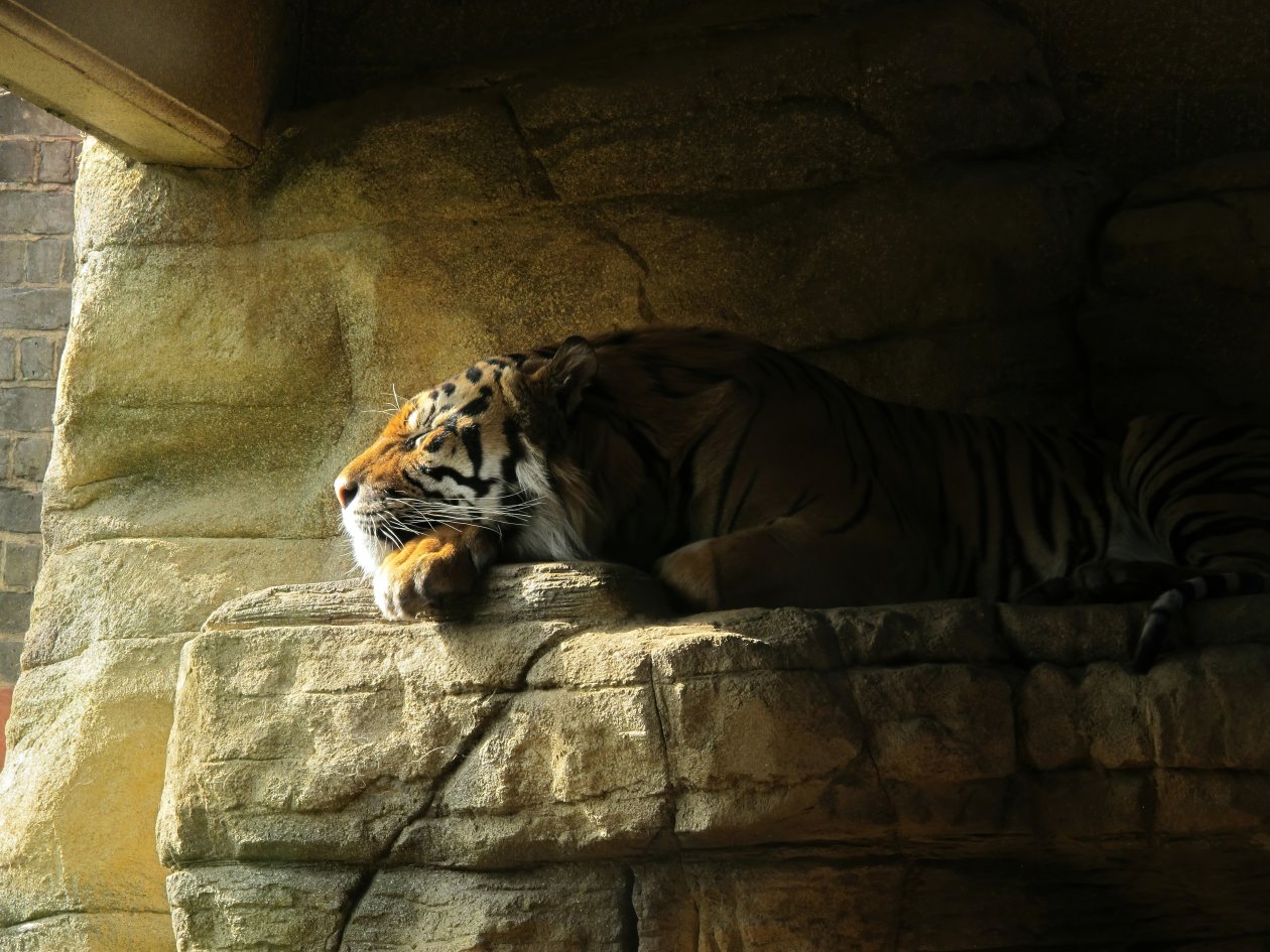 Tiger Sleeping Closed Eyes 5k