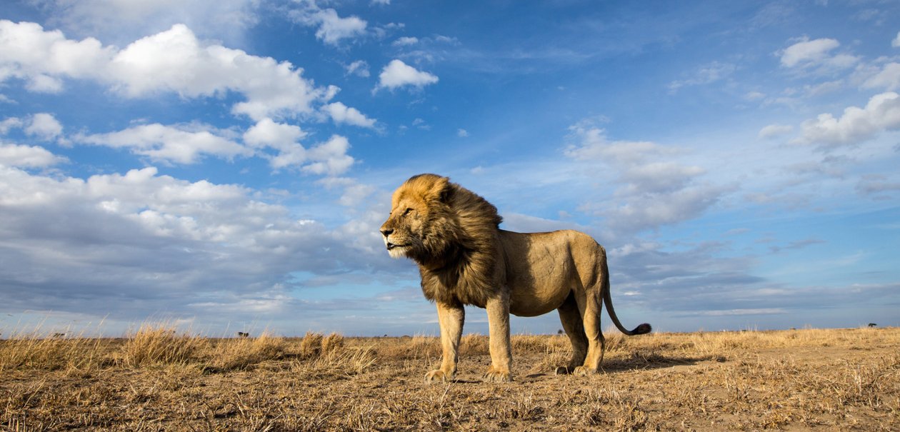 Big Cat Lion