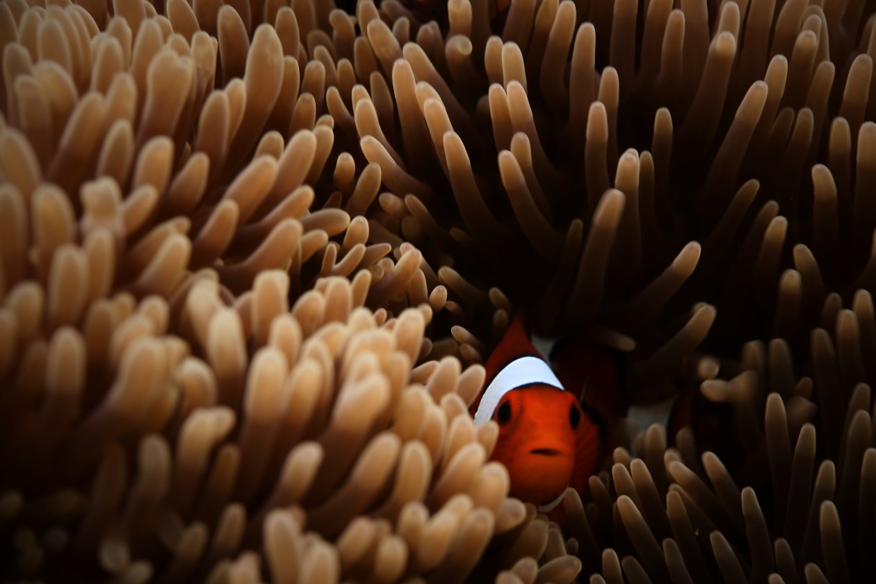 Clownfish Sea 5k
