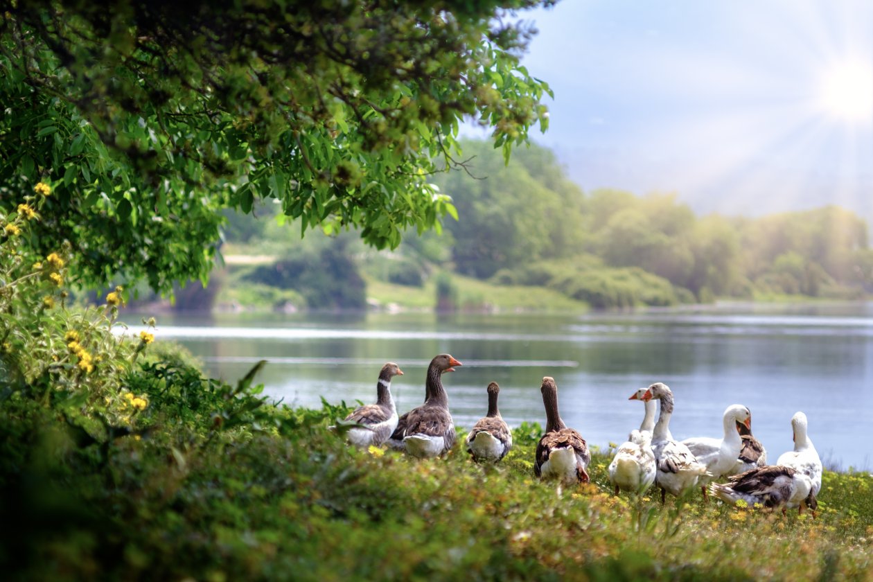 Wild Geese