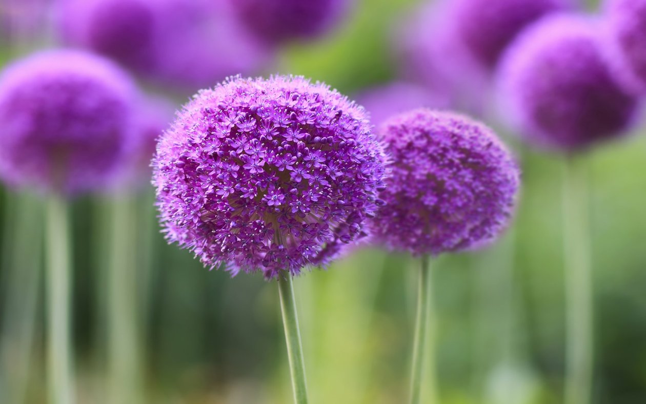 Purple Symphony