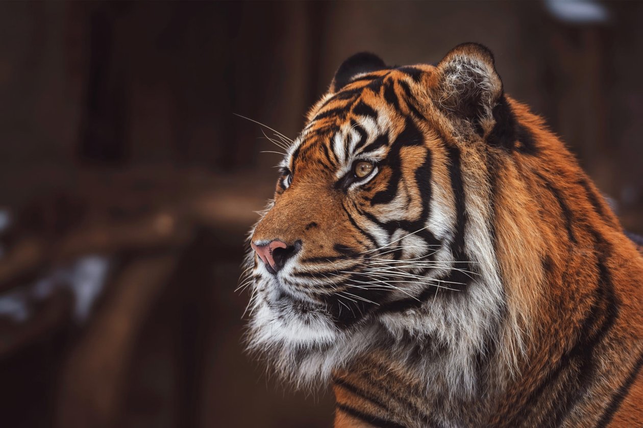 Tiger Wild