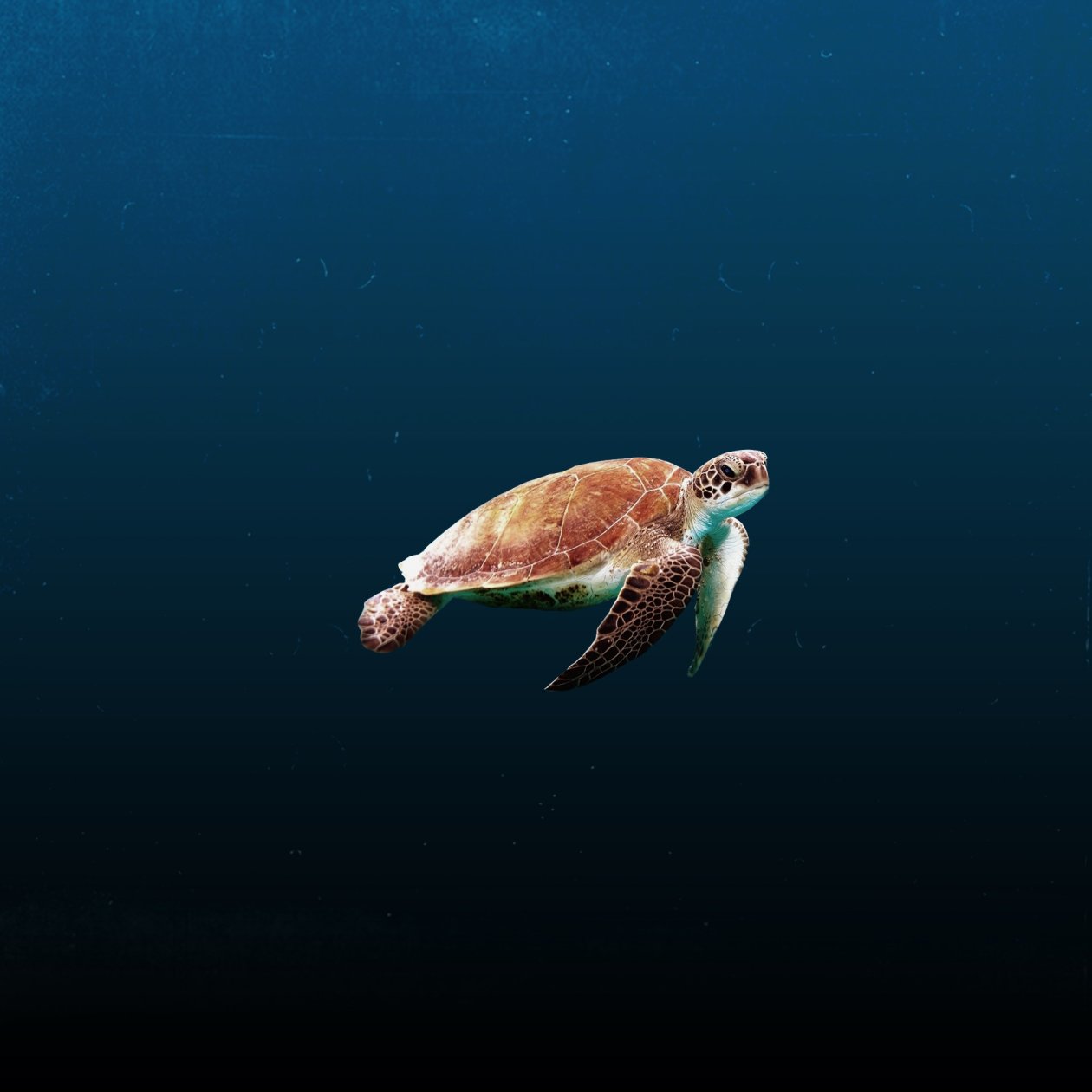 Sea Turtle