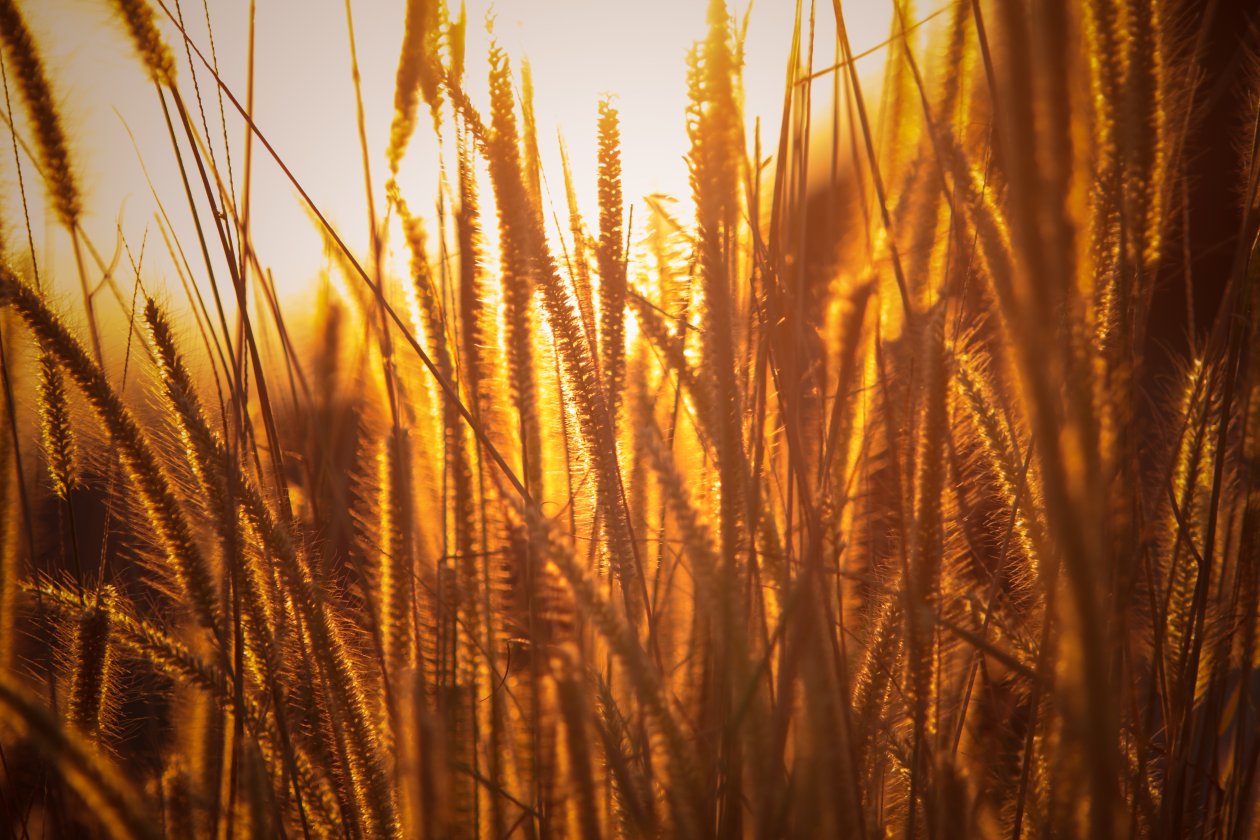 Rice Agriculture Field Golden Hour Grass 5k