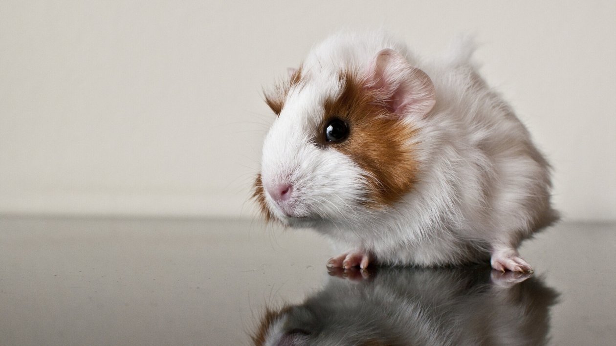 Guienea Pig