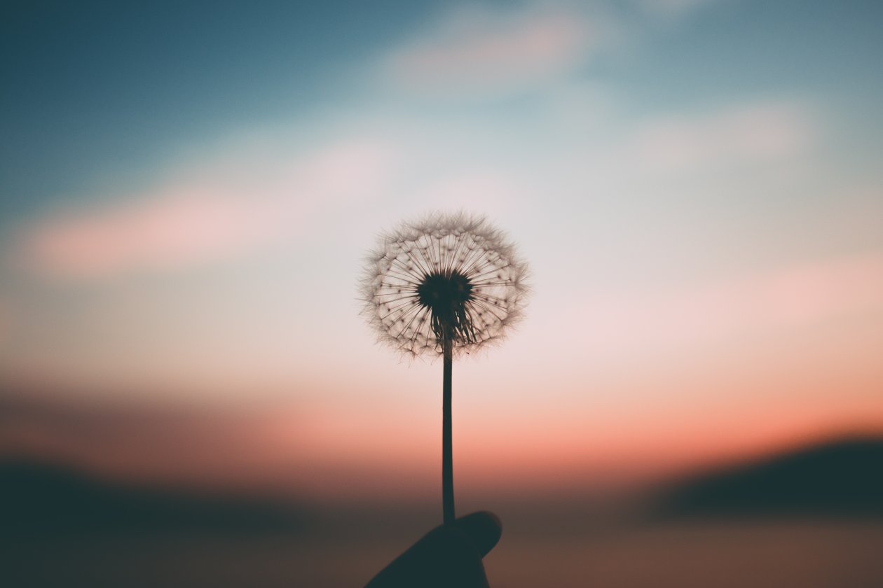 Dandelion 4k