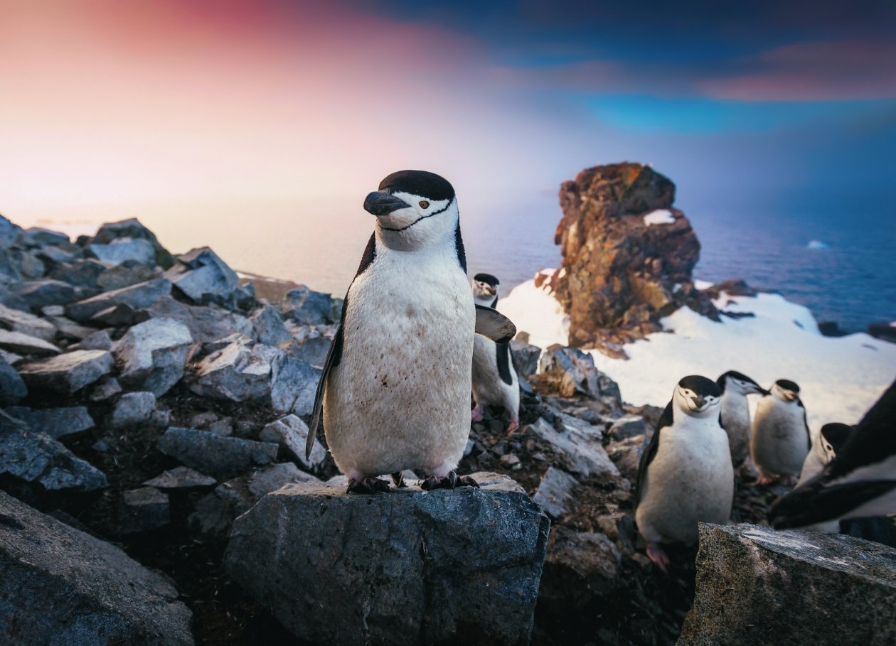 Chinstrap Penguin