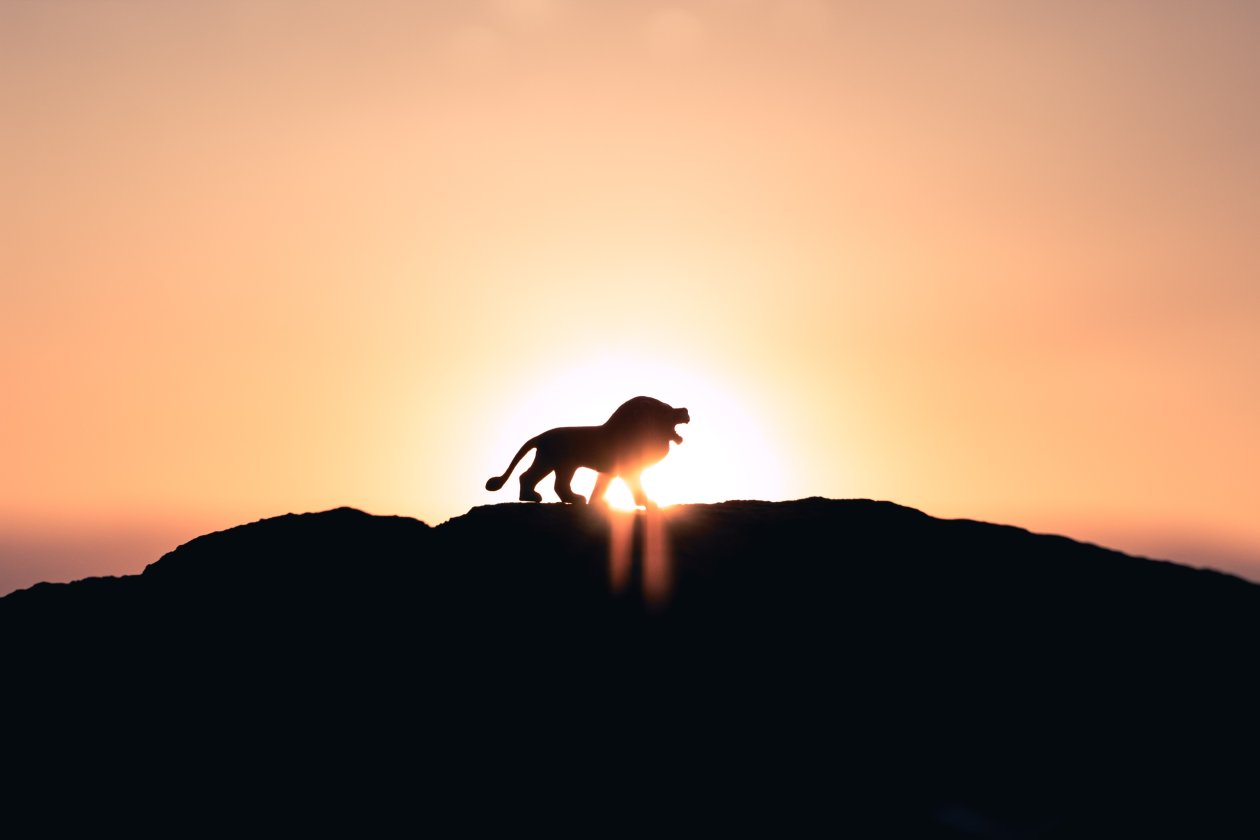Lion Roaring On Top Of Mountain 5k