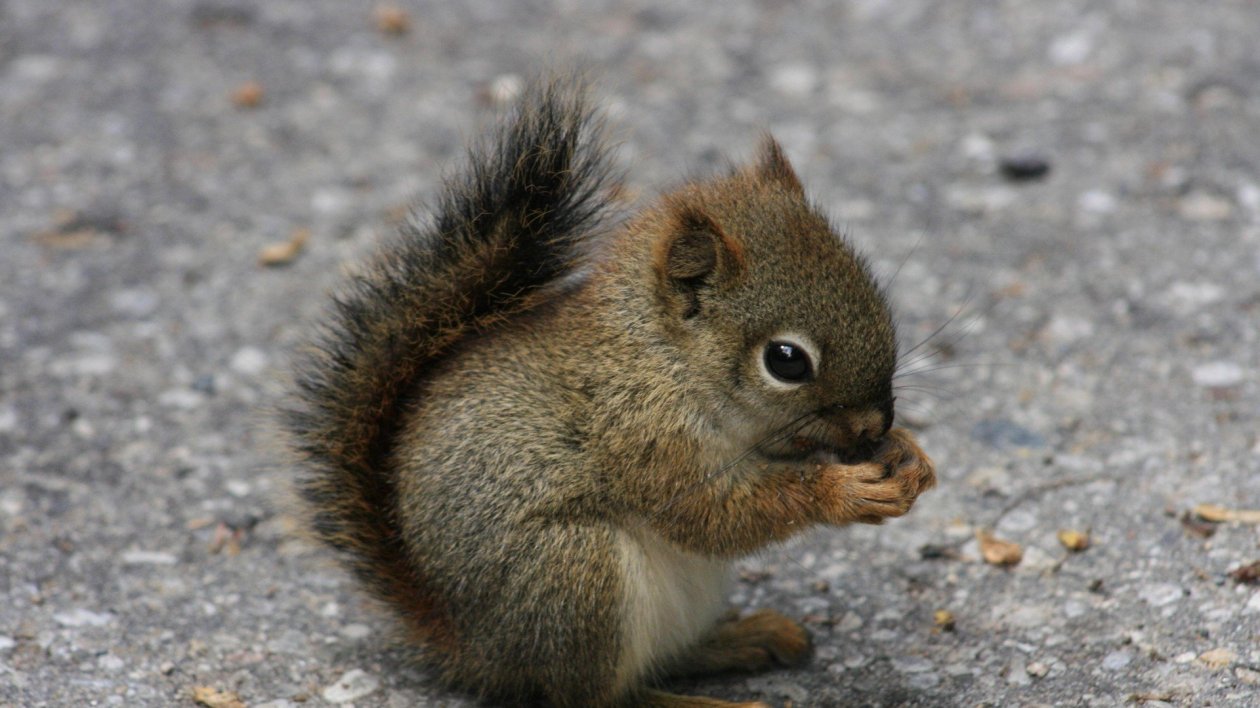 Squirrel
