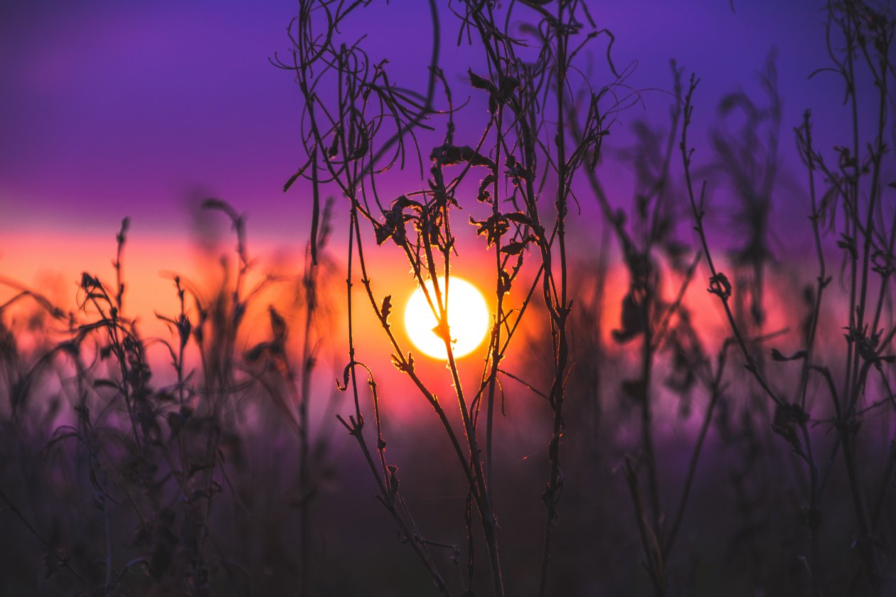 Morning Glow Grass Field