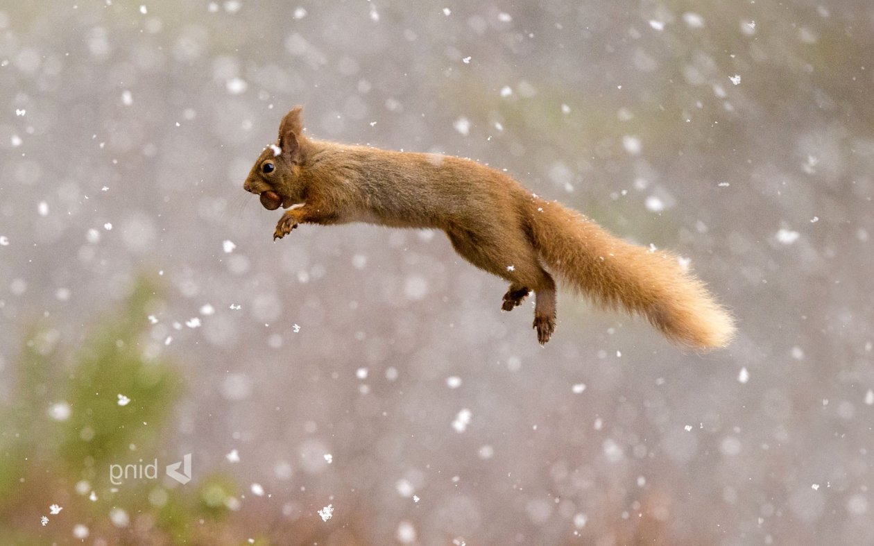Squirrel Red