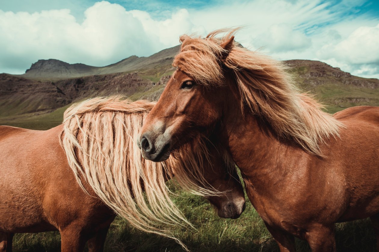 Horses 5k