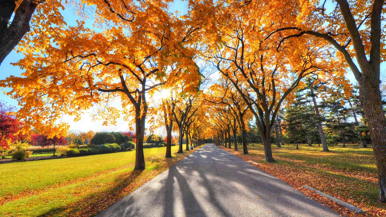 Autumn Alley Park