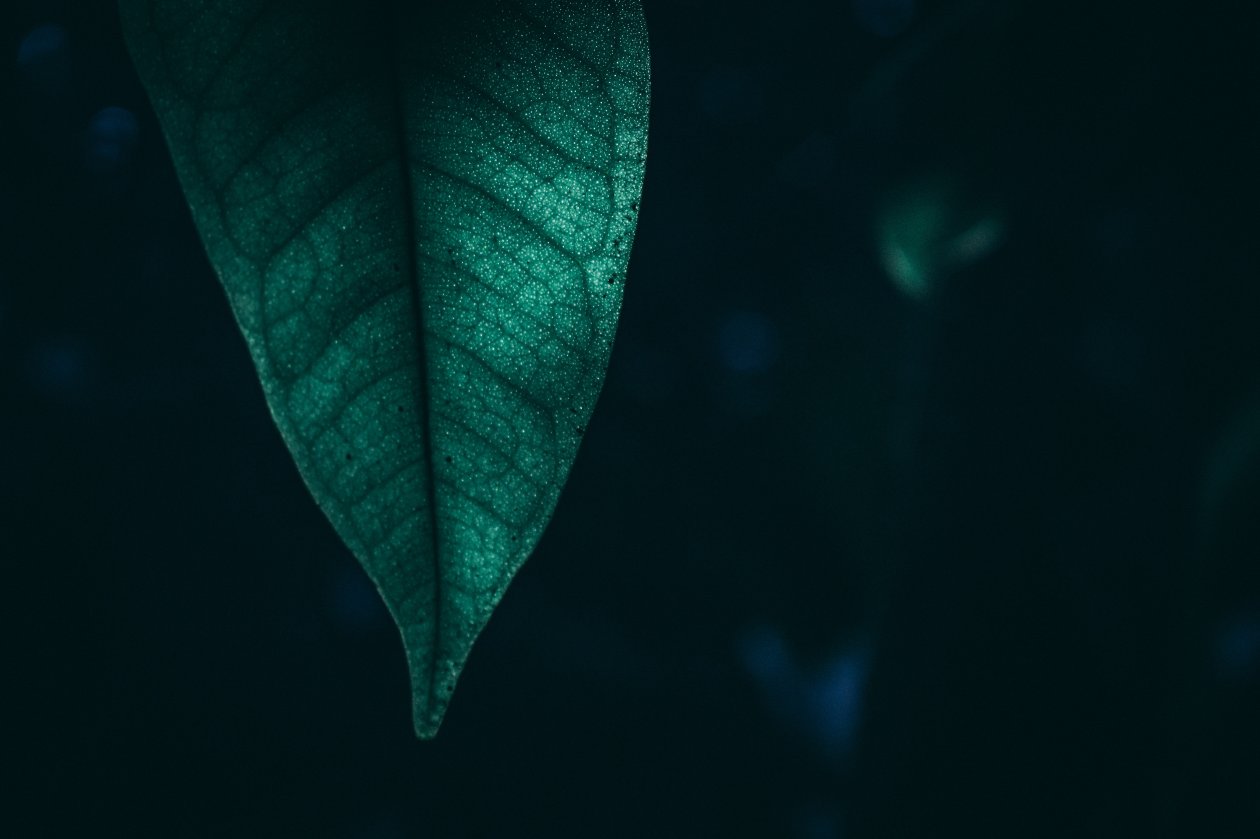 Green Leaf Macro 4k