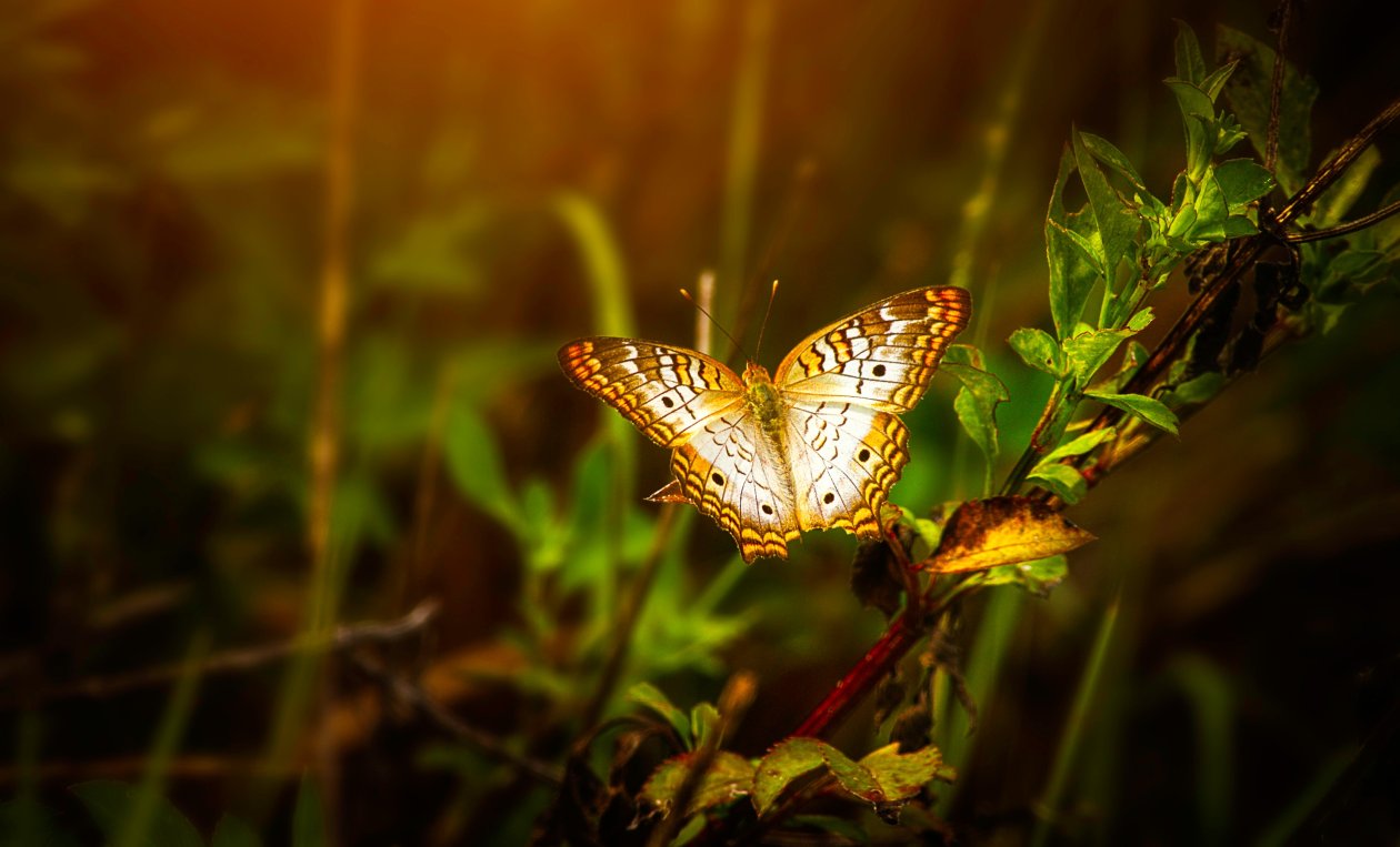 Butterfly On Leaf