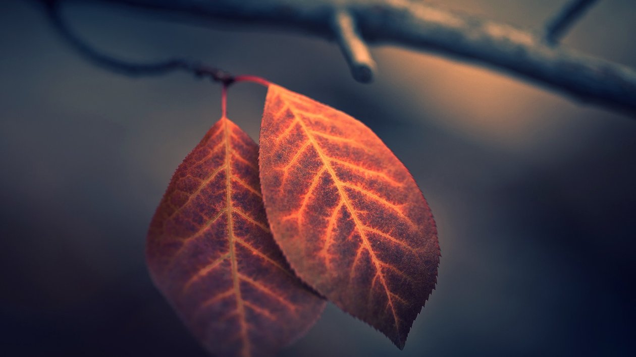 Macro Leaf Photography
