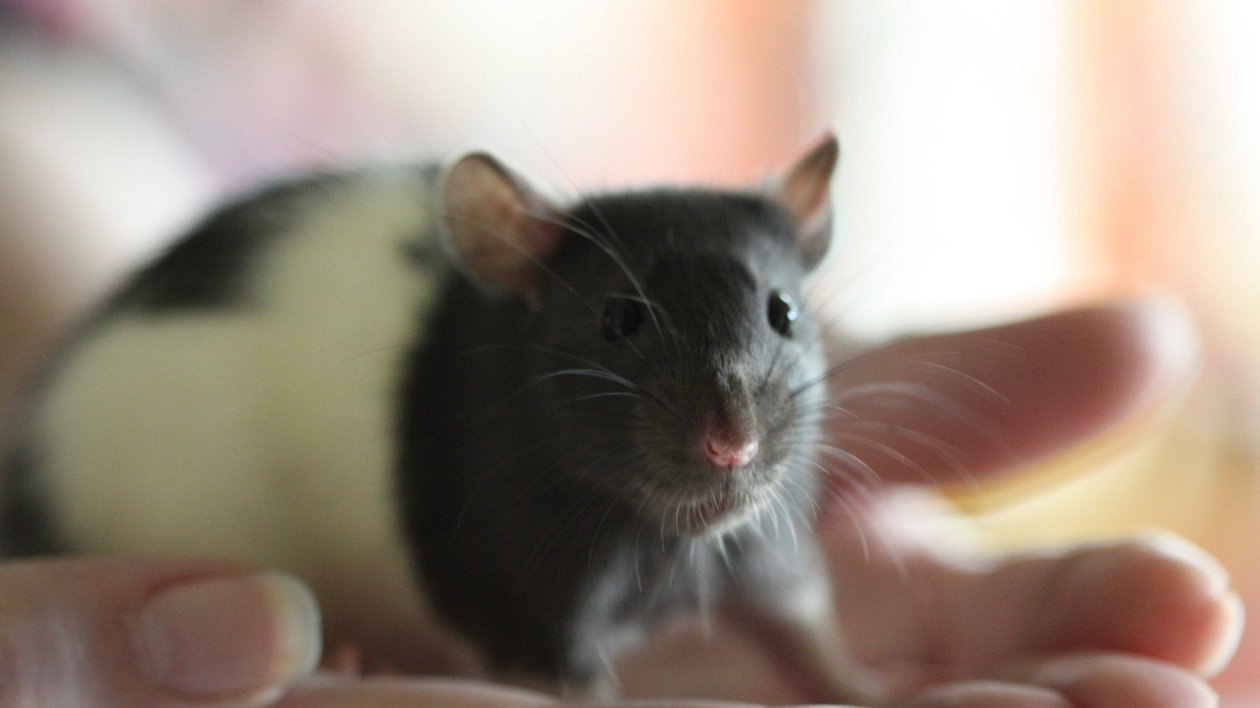 Mouse