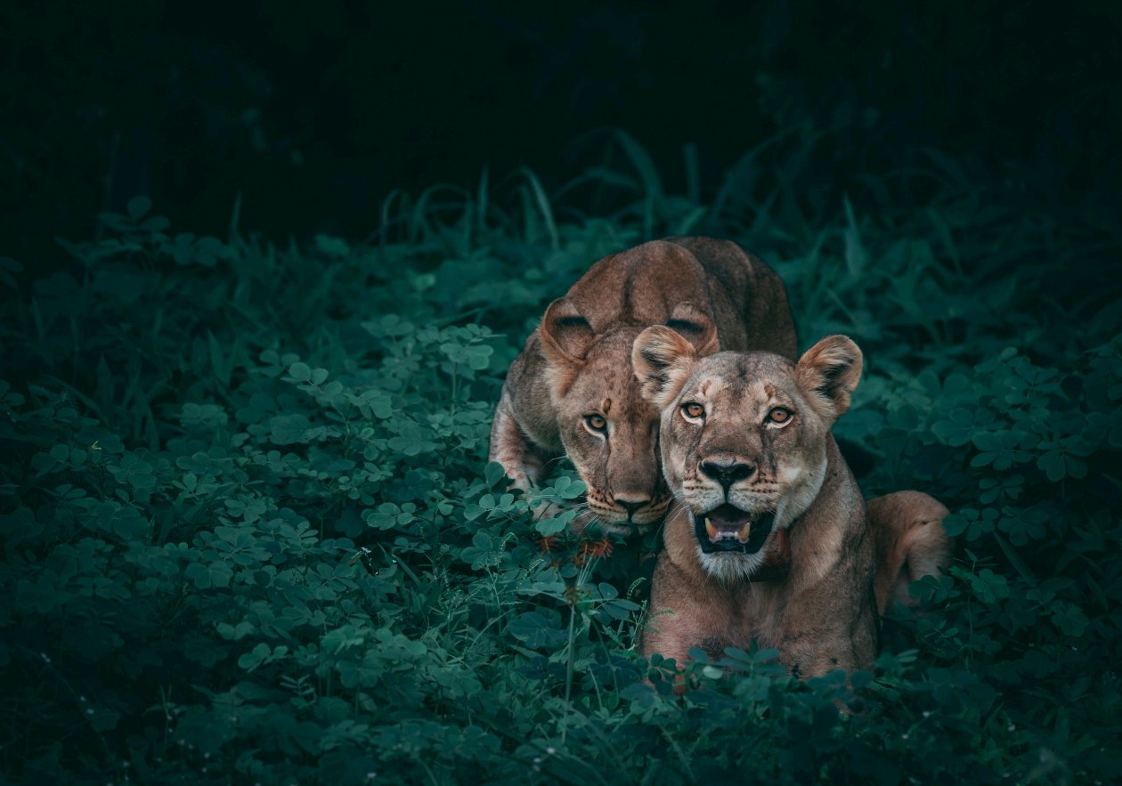 Lions Wildlife 5k