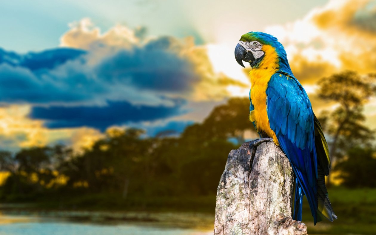 Blue And Yellow Macaw