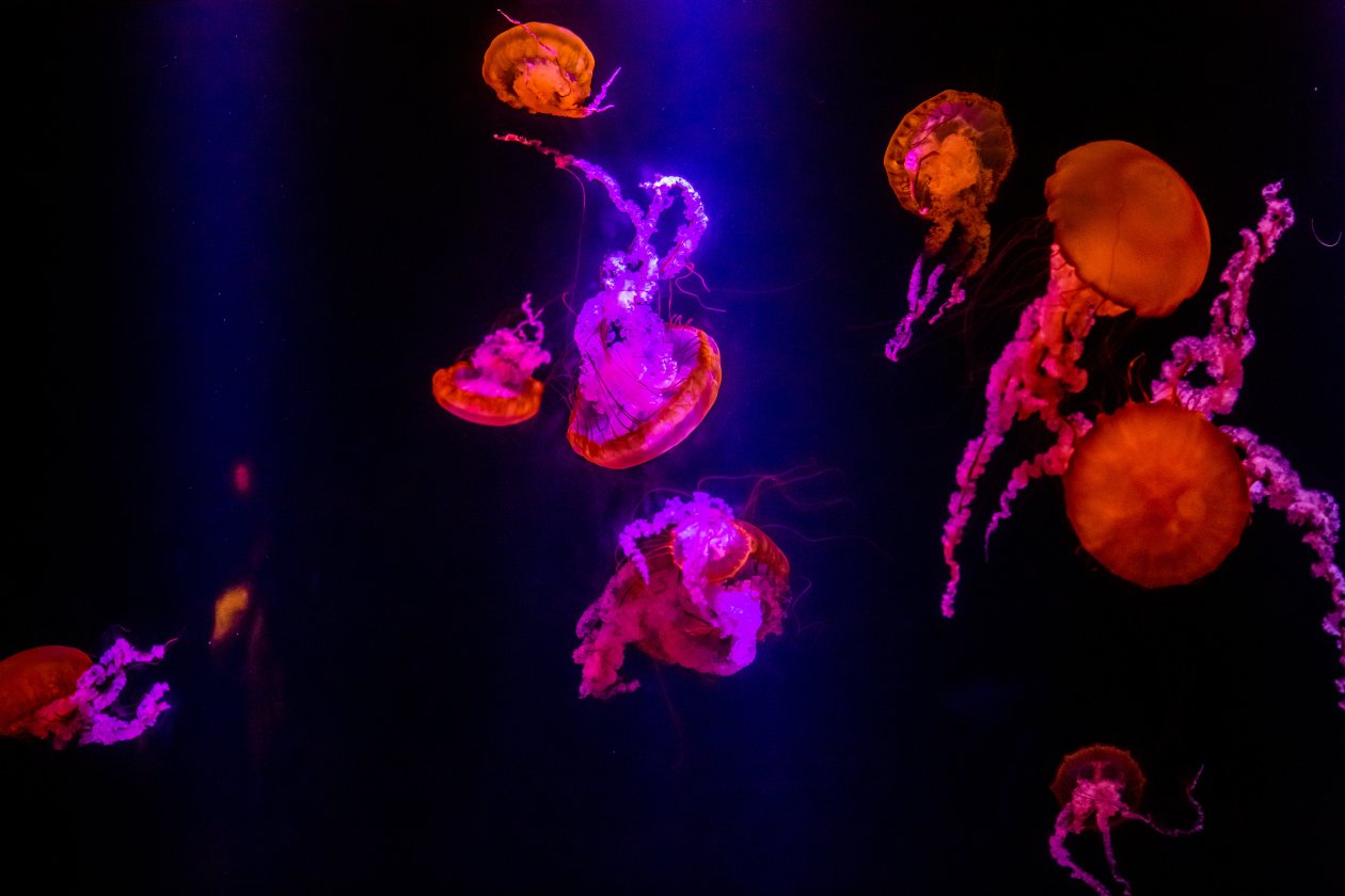 Jellyfishes Underwater 5k