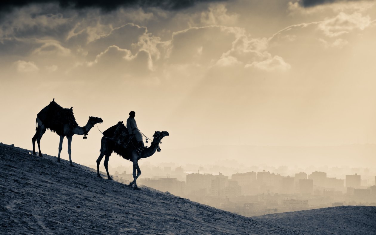 Arab People Camels