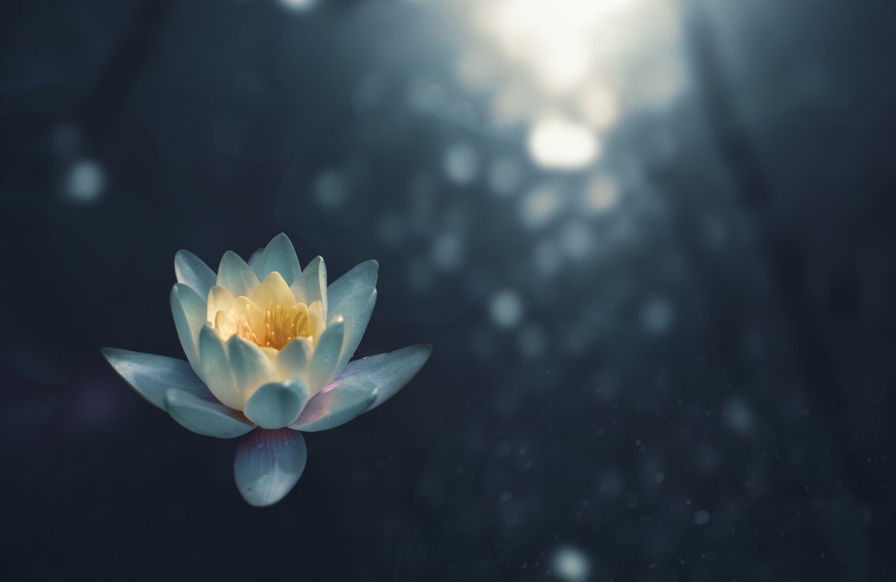 Water Lily