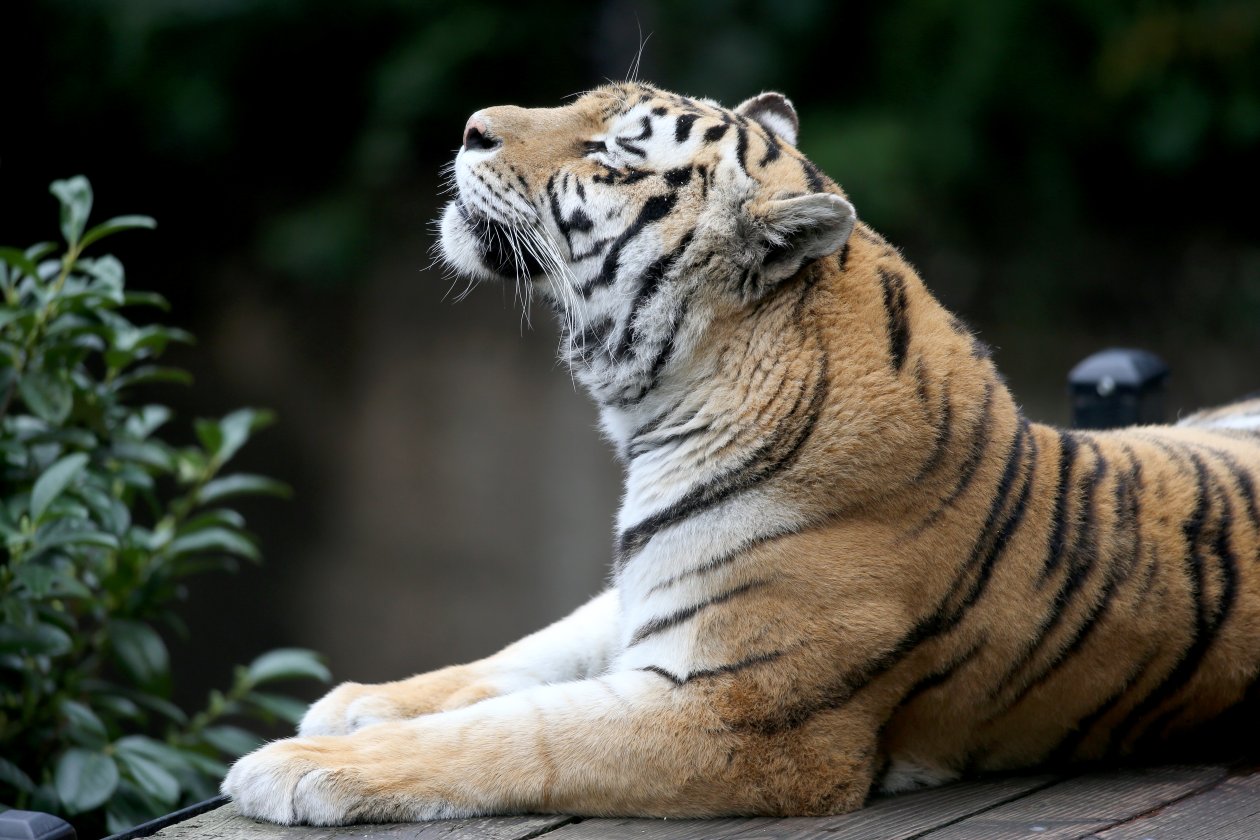 Siberian Tiger 5k