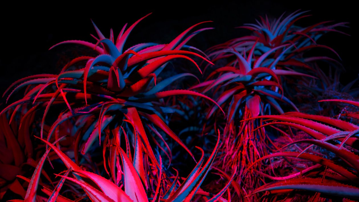 Big Sur Night Succulents 5k