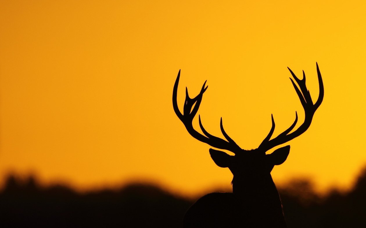 Deer Antler Silhouette