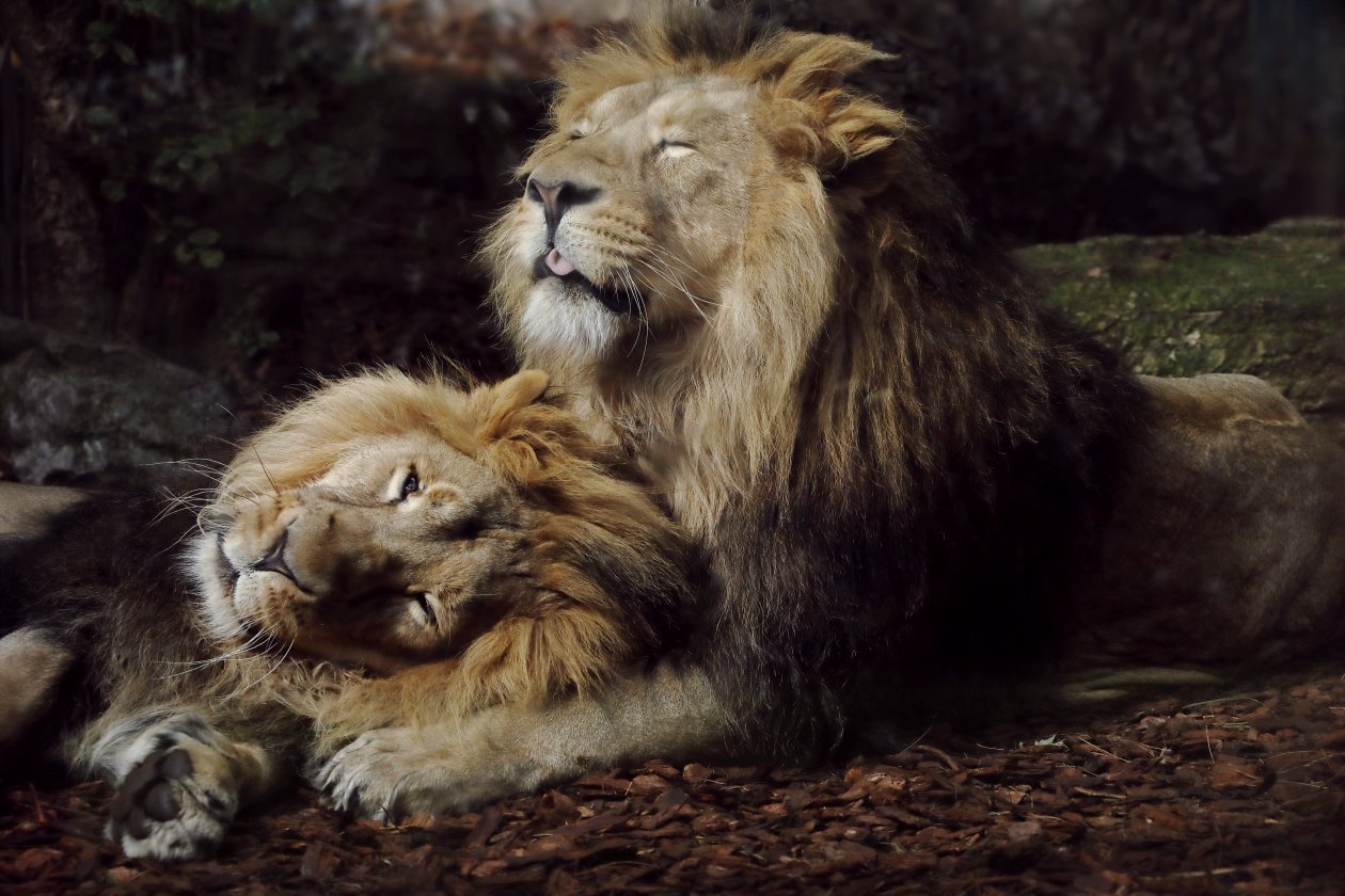 Joyful Lions