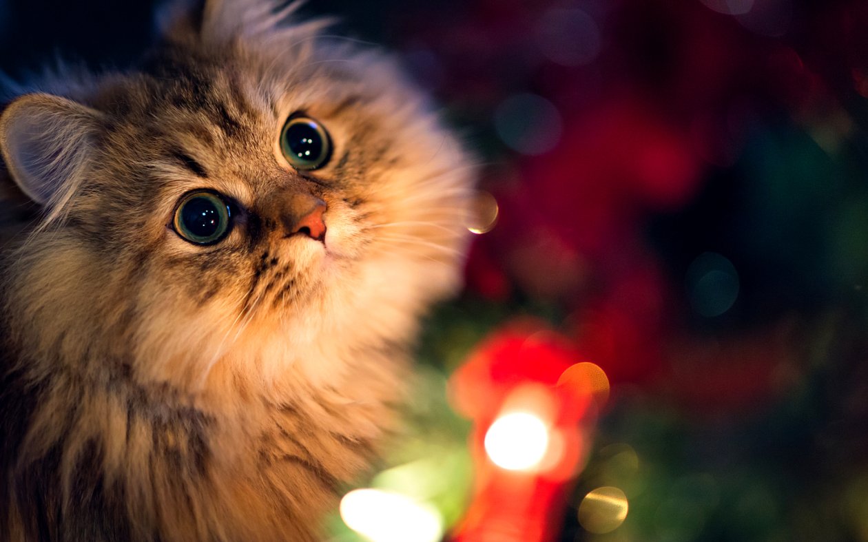 Kitten