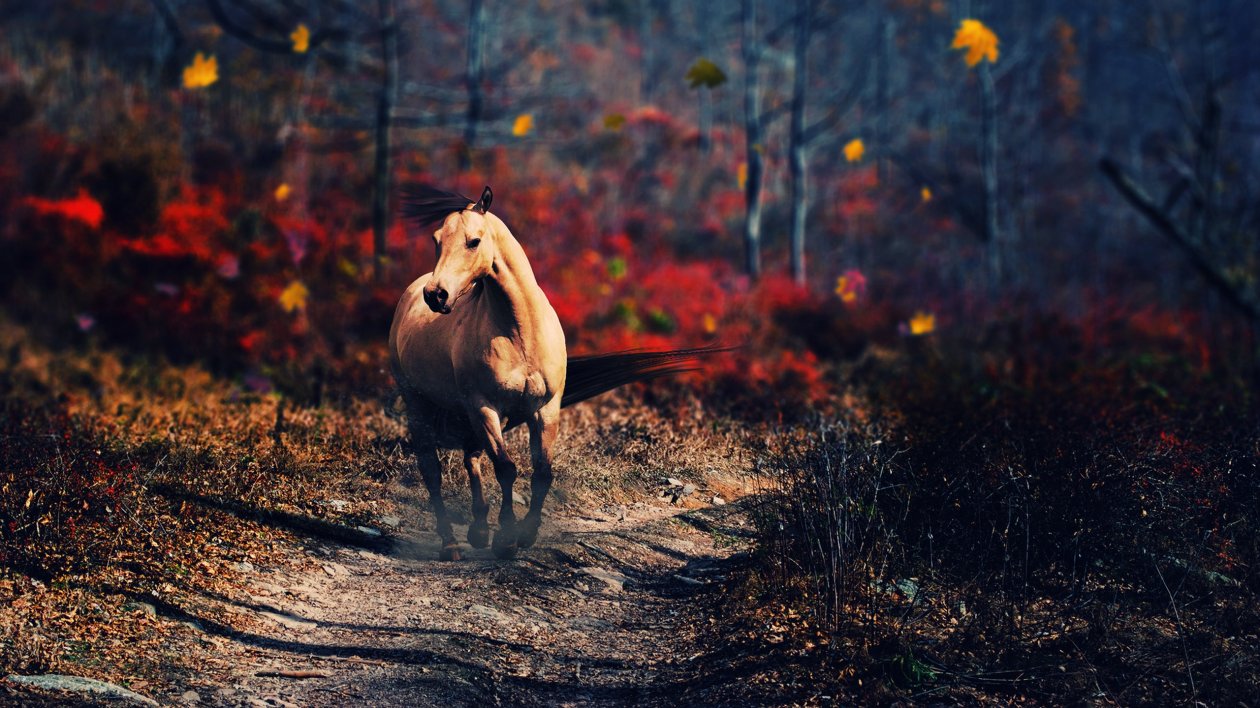 Horse New