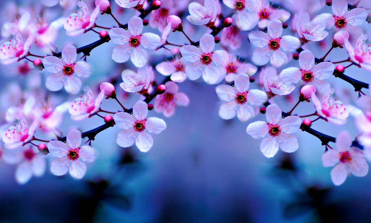Cherry Blossom 4k